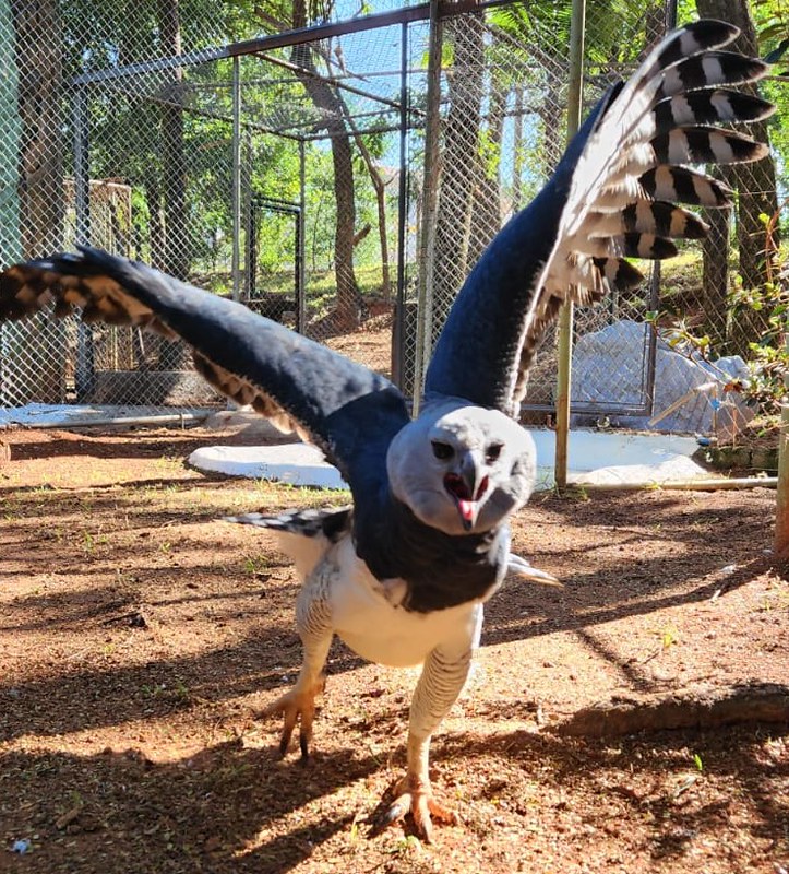 Parque Ecológico de Americana recebe fêmea de harpia